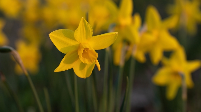 春天水仙花散景图