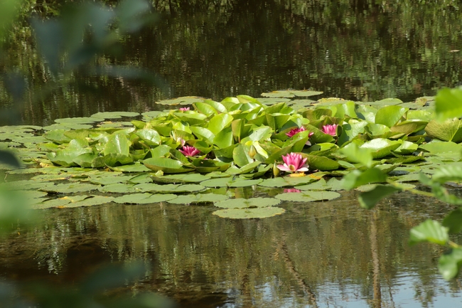 夏日莲花池睡莲图片