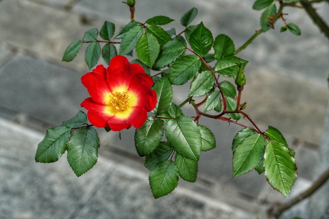 野蔷薇开花图片