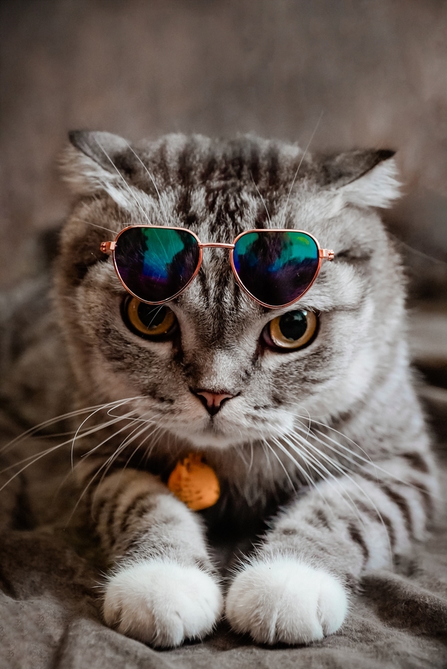 超萌苏格兰折耳猫写真图片