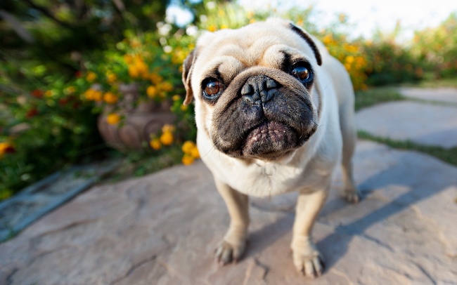 八哥犬图片