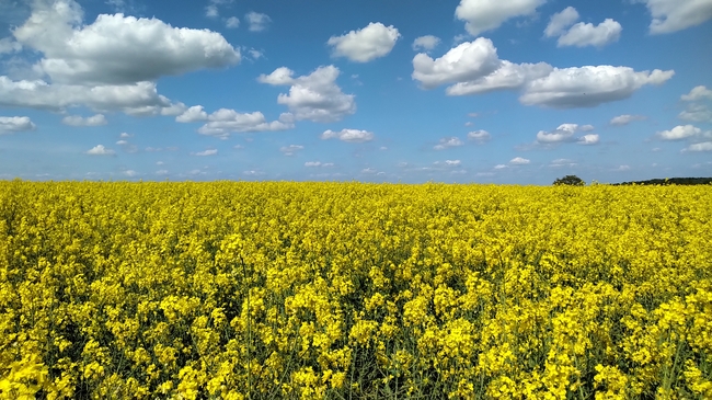 蓝天白云黄色油菜花海风景摄影图片