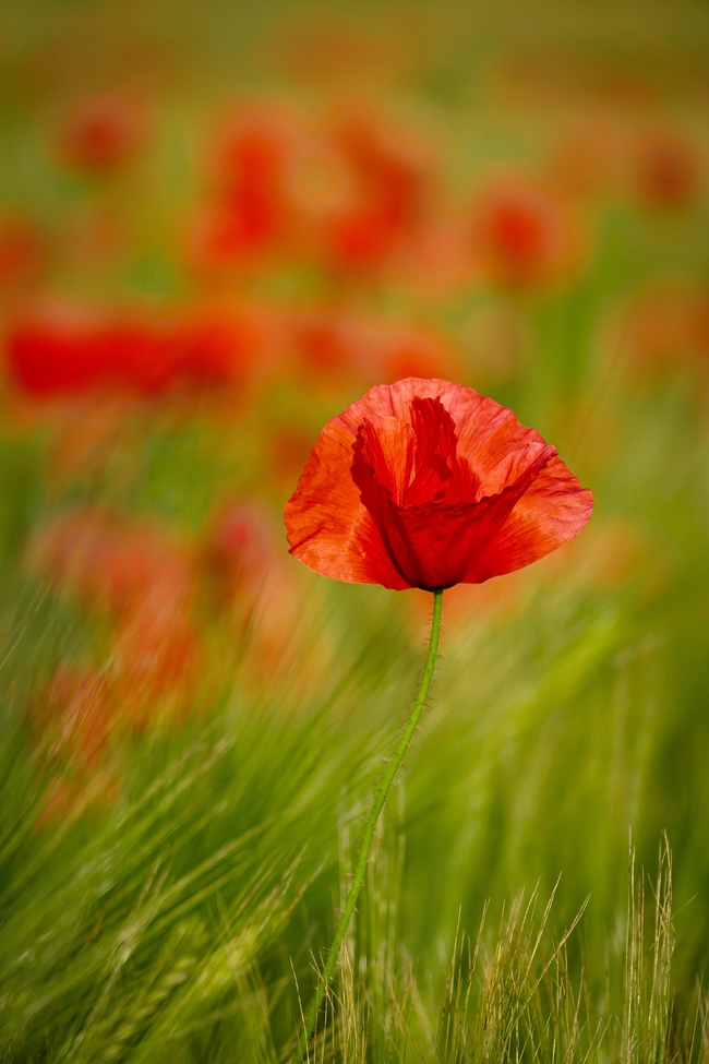 红色罂粟花风中摇曳图片
