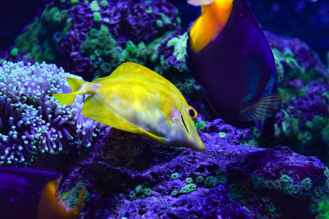 水族馆彩色观赏鱼图片