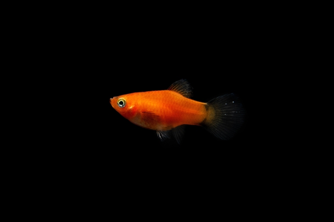 水族馆宠物鱼图片