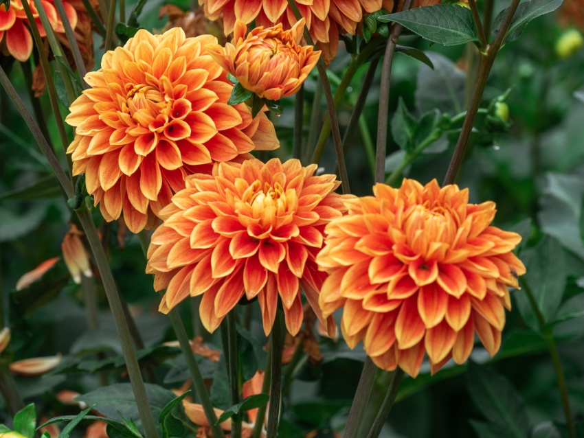 橙色大丽花鲜花图片