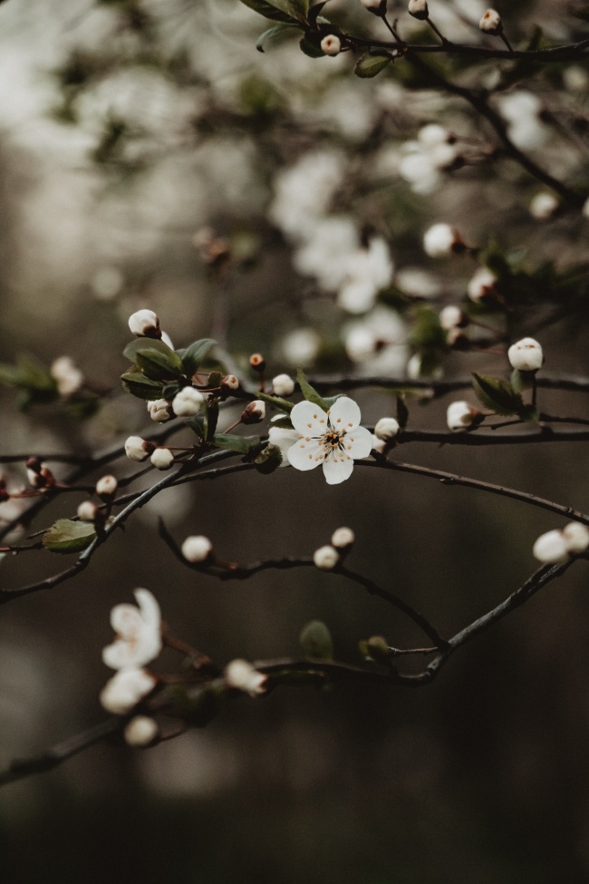 树枝上桃花盛开图片