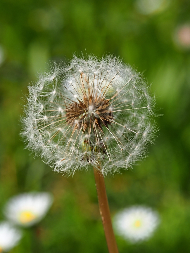 白色野生蒲公英种子摄影图片