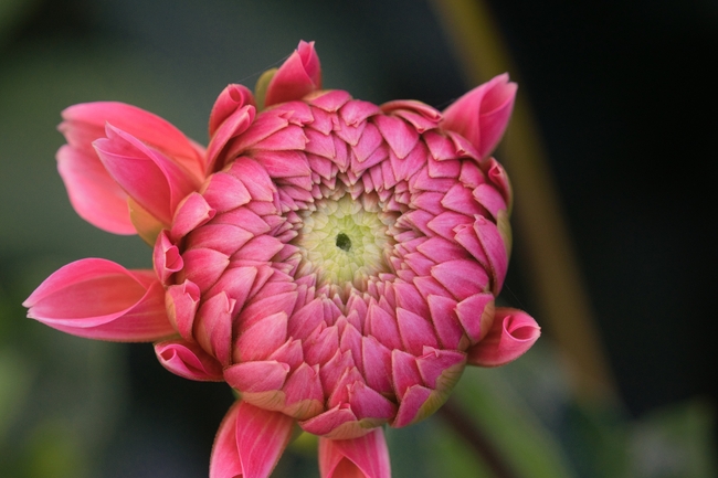 粉色含苞待放大丽菊摄影图片