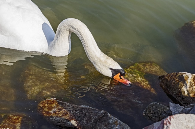 白色天鹅喝水图片