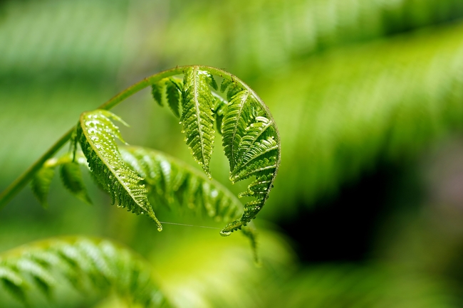 野生绿色蕨类植物微距特写图片
