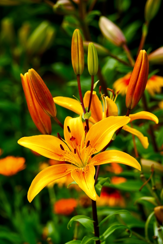 野生橙色百合花摄影图片