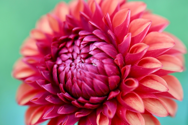 红色艳丽大丽花盛开图片