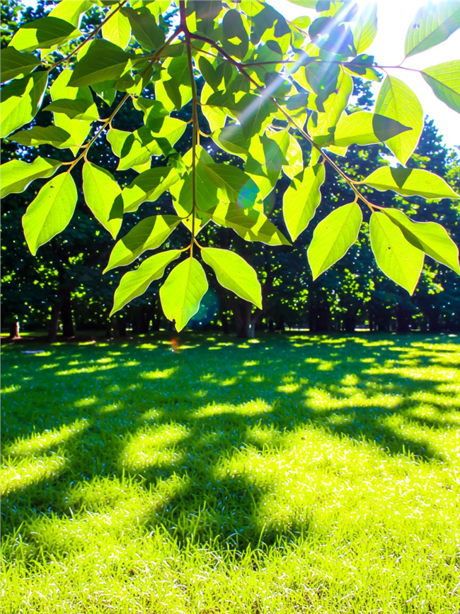 绿色草地郁郁葱葱的树叶图片