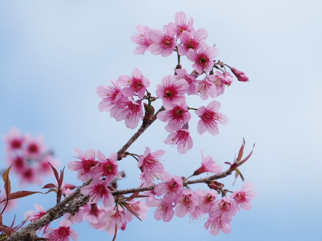粉色樱花盛开图片