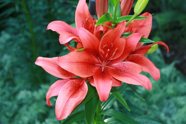 野生红百合盛开图片