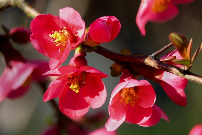 红色铁梗海棠花局部摄影图片
