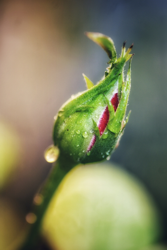 雨后含苞待放玫瑰花蕾图片