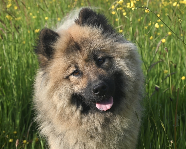 海豹欧亚犬图片
