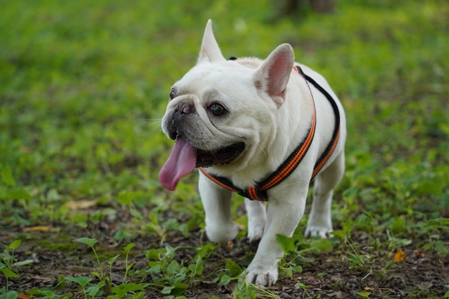 高清可爱法国斗牛犬图片