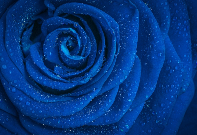 蓝色妖姬玫瑰花微距摄影图片