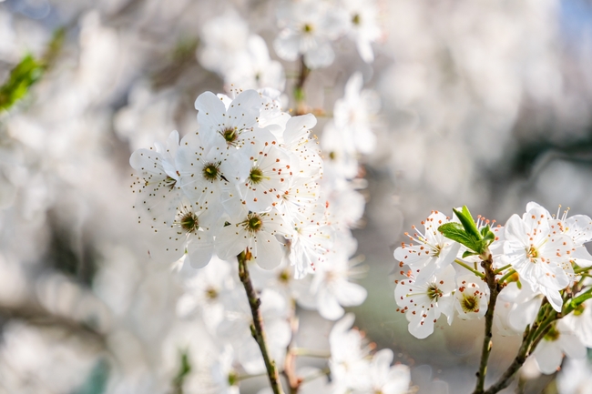 春天白樱花微距特写摄影图片