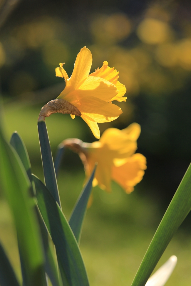 黄色喇叭水仙花绽放图片