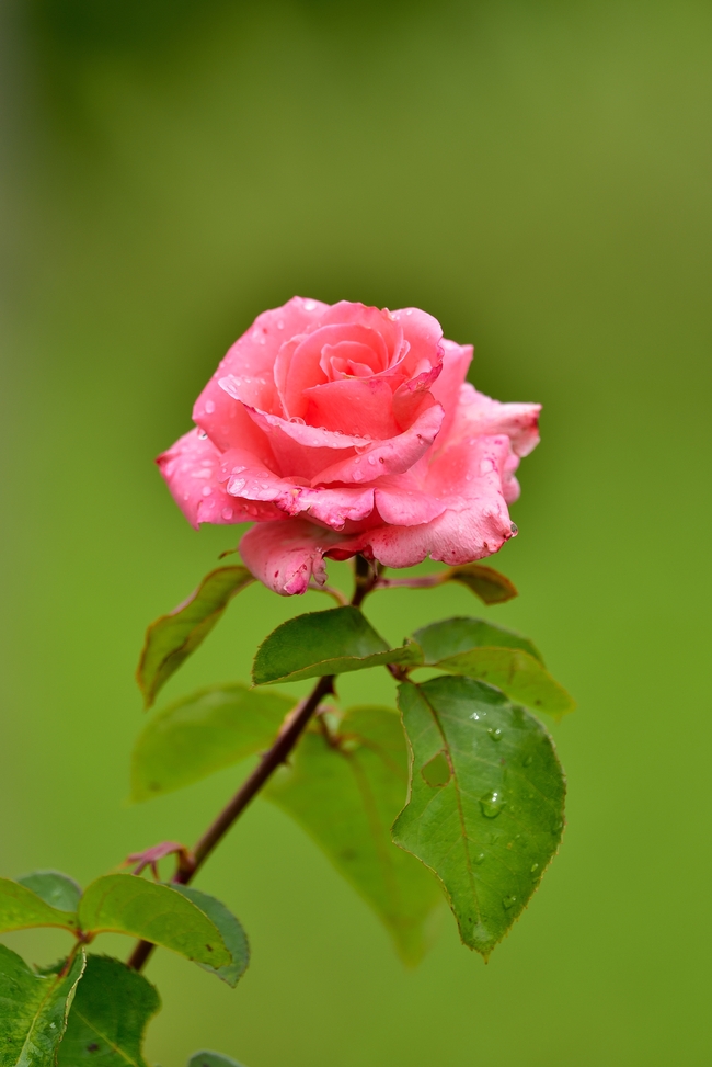 雨后粉色月季花图片
