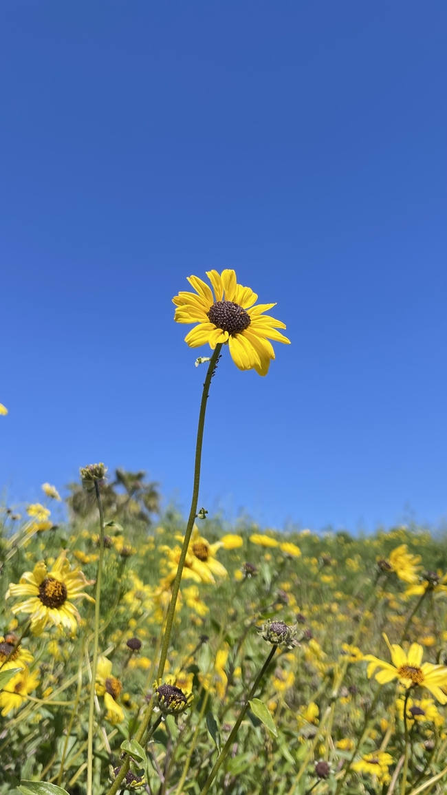 蓝天下的黑心向日葵图片