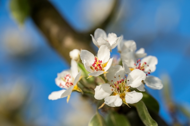 微距特写白色苹果花摄影图片