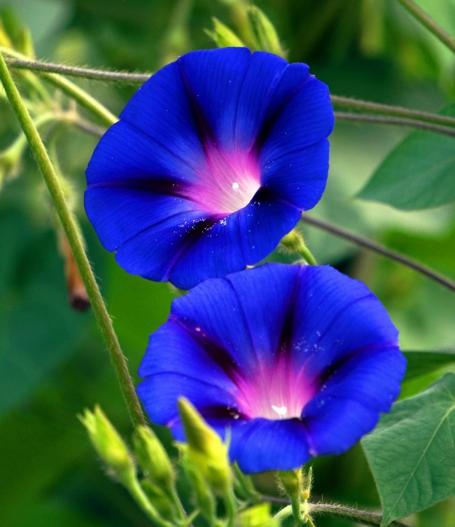 蓝色牵牛花高清图片