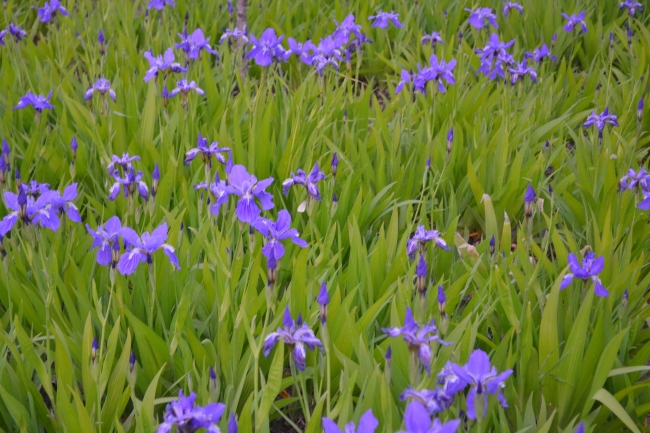 鸢尾花图片下载