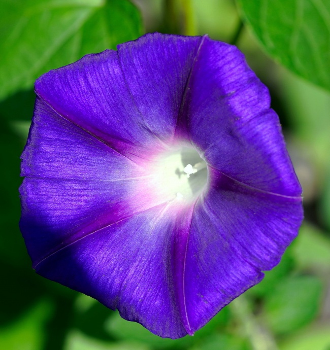实拍紫色牵牛花图片