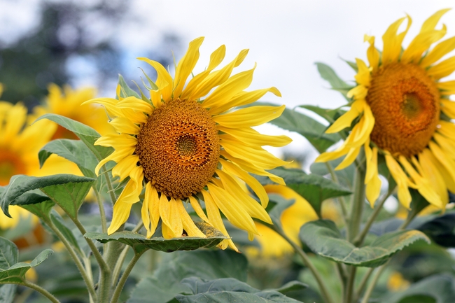 夏日原野金色向日葵微距特写摄影图片