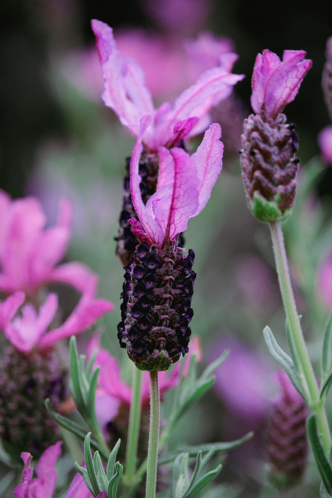 紫色薰衣草特写图片