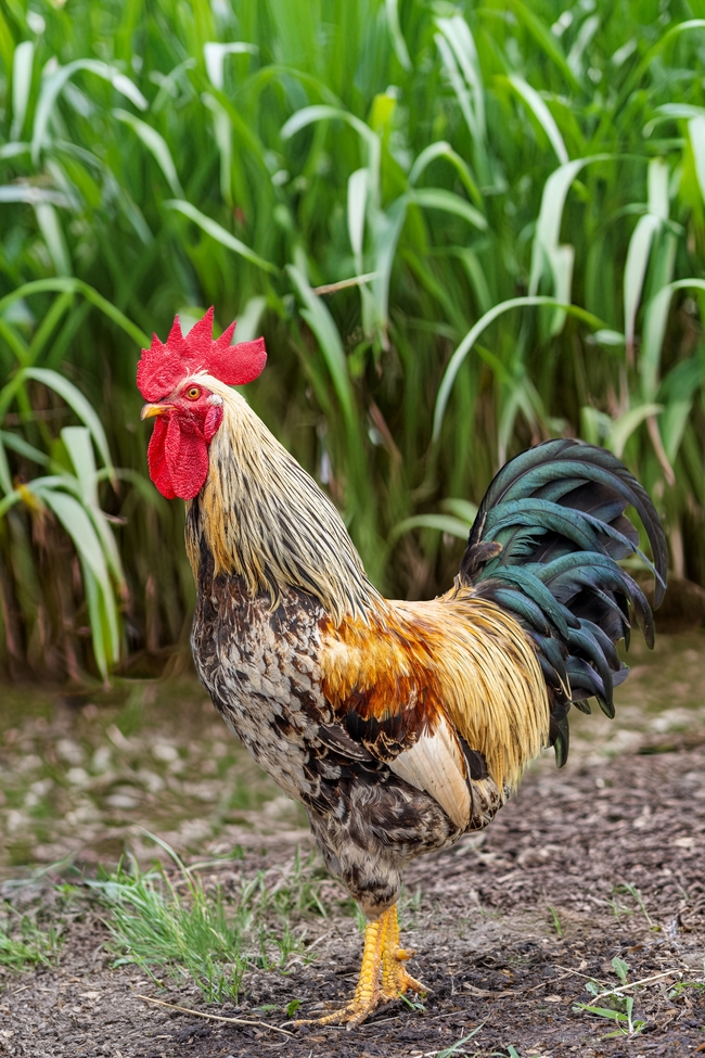 野地里的家养大公鸡图片