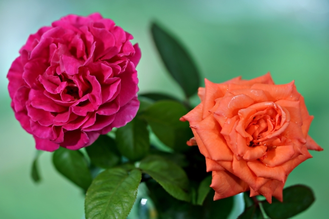 微距特写双色玫瑰花摄影图片