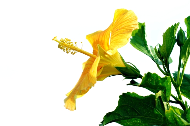 黄色扶桑花图片