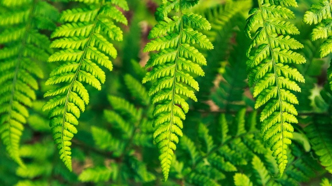 清新绿色蕨类植物图片