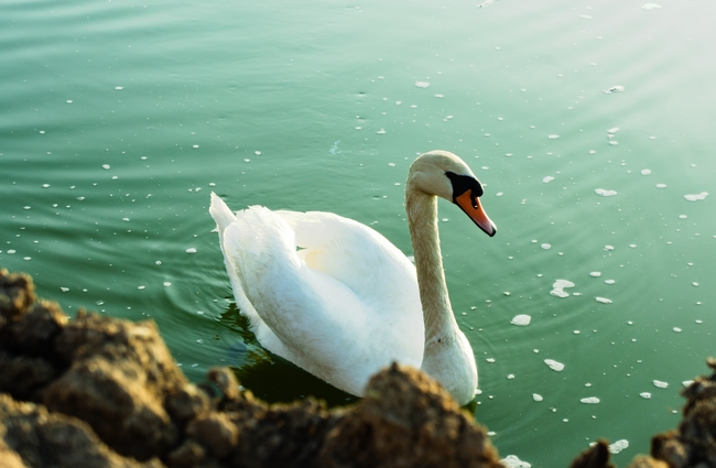 河边嬉戏的白色天鹅摄影图片