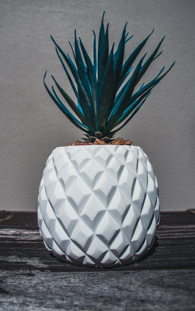 白色菠萝花盆盆栽植物图片