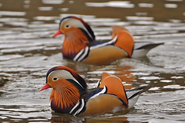 湖中鸳鸯戏水摄影图片