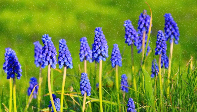 野生葡萄风信子摄影图片