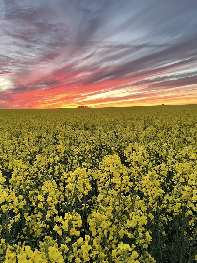 黄昏晚霞油菜花海风景图片