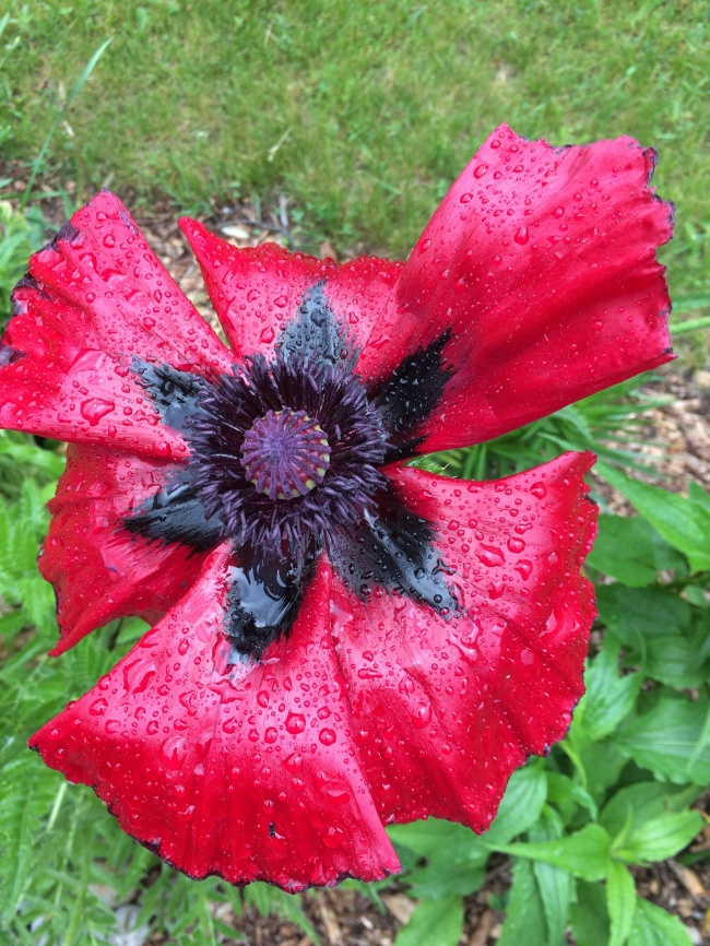 春天盛开罂粟花图片