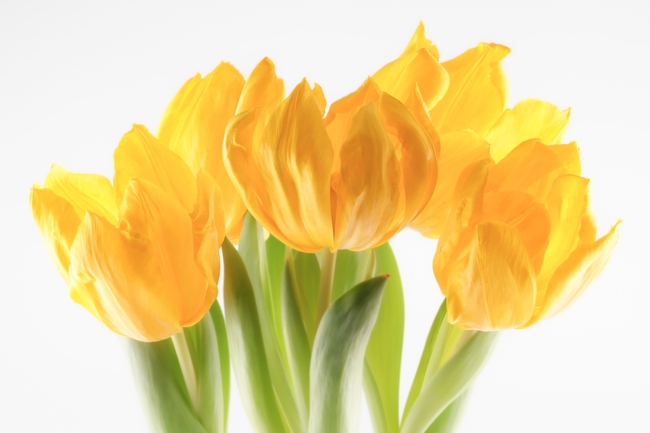 春天黄色郁金香图片