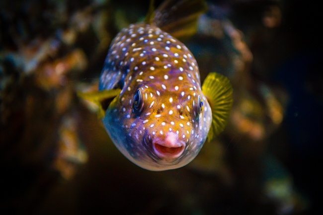 唯美水族馆观赏鱼摄影图片