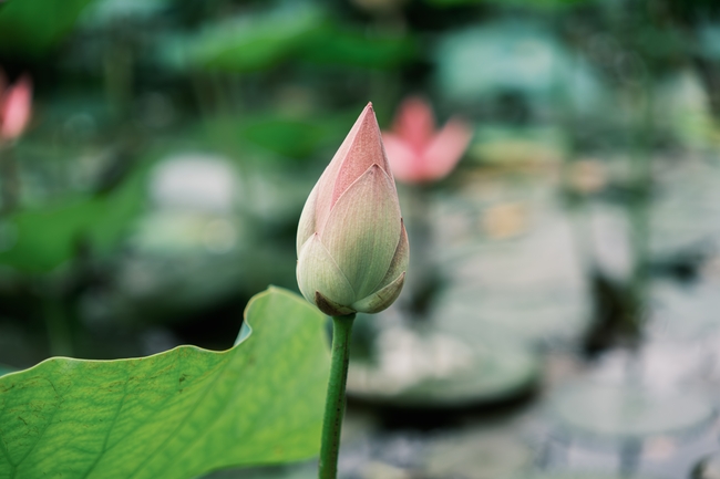 夏日午后莲花花苞含苞待放图片