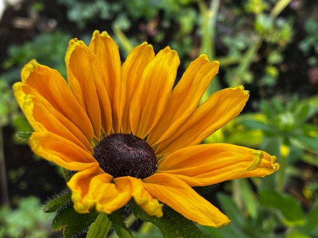 齿叶金光菊微距特写摄影图片