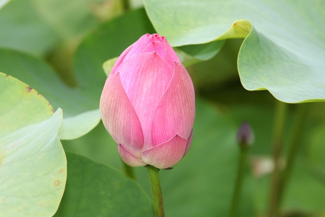 粉色含苞待放的莲花图片